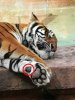 Panthera_tigris11.jpg