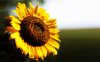 sunflower_blurry_2.jpg
