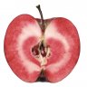 applelove