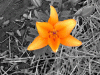 blume.gif