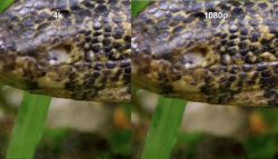 4k vs. Full HD.png