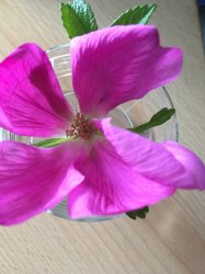 IMG_0018.JPG