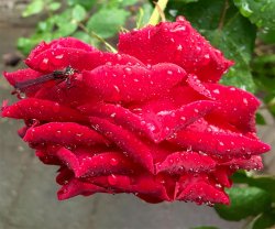 IMG_2892.jpg