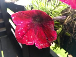 image.jpeg
