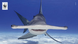 1920x1080-Hammerhai-c-shuttstock-Wildestanimal-WWF.jpg
