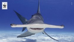 1920x1080-Hammerhai-c-shuttstock-Wildestanimal-WWF_1.jpg