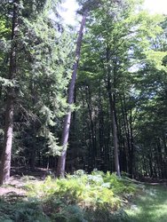 77AAB112-3348-4950-B838-EA4672DF0618.jpeg