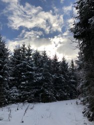 ip8plus wald ohne HDR.JPG