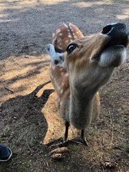 IMG_2241.jpeg