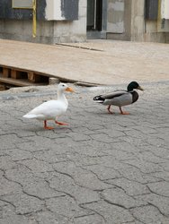 IMG_20180531_184527.jpg