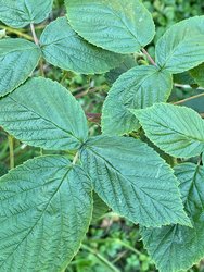 IMG_0028.jpeg