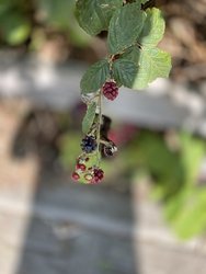 E551D0CF-96AB-4D07-A6EF-912CD09922B0.jpeg