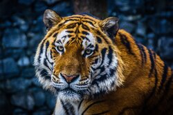 2CAE8017-9EF0-454D-B718-9A4ACB95BC7B.jpeg