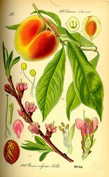 Illustration_Prunus_persica0.jpg