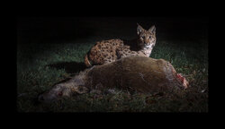 Luchs_1.jpg