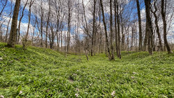 IMG_1887wald.jpg