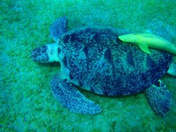 6A099B1E-618B-46CE-AD09-257F77288823.jpeg