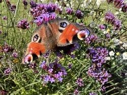 schmetterling-2.jpg