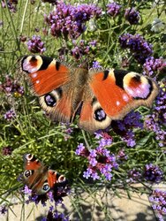 schmetterling-3.jpg