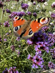 schmetterling-1.jpg