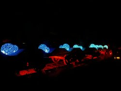 IMG_2562.jpeg