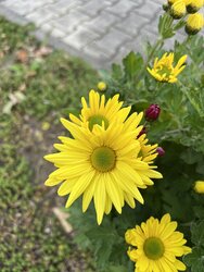 IMG_0380.JPG
