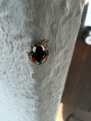 IMG_0376.JPG