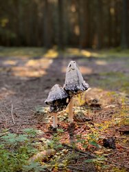 IMG_0568.jpeg