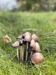 IMG_1027.jpeg