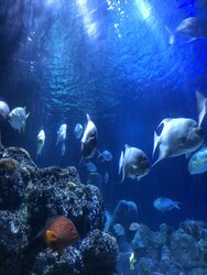 SeaLife