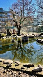 Die Spiegelungen im Wasser