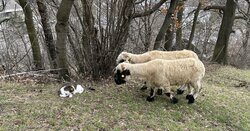 IMG_4528.jpeg