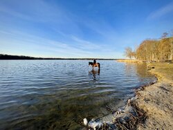 Pferd_im_Wasser.jpg