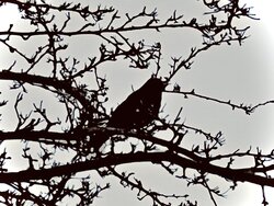 IMG_1859.jpg