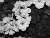 DSCF3467_2.jpg