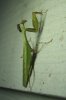 prayingmantis.jpg