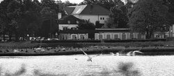 Apfeltalk_Schwan2.jpg