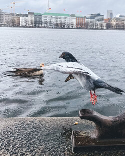 CC849566-03AB-410D-A5A7-CFE674C488F9.jpeg