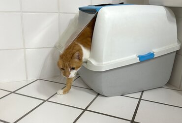 Katzeklo, Katzeklo, ja das macht die Katze froh… Katzeklo, Katzeklo, ja das macht die Katze froh…