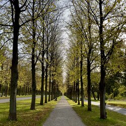 Allee Allee Allee Allee