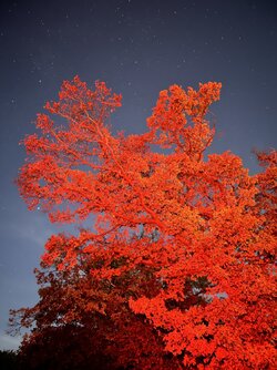 IMG_1868.JPG