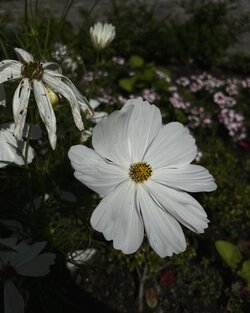 7018F125-35D5-4393-8614-D9874587300D.jpeg