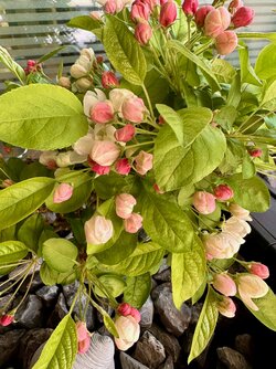 Blühender Bonsai-Apfel