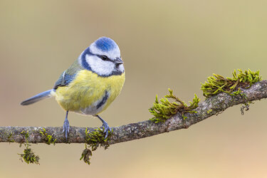 Blaumeise.jpg