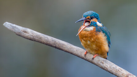 EIsvogel.jpg