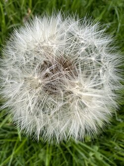 IMG_1822.jpeg
