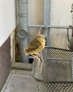 IMG_1277.jpeg
