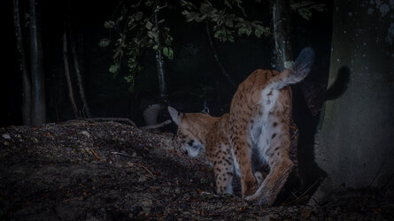 Luchs.jpg