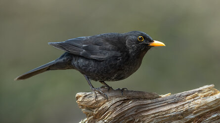Amsel.jpg