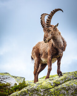 Steinbock_1.jpg